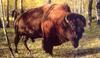 American Bison / Plains bison (Bison bison bison)