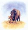 [Animal Art - Todd Telander] American Bison cow and calves (Bison bison)