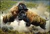 [Animal Art] American Bison (Bison bison)  fighting bulls