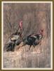 Wild Turkeys (Meleagris gallopavo)