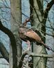 Wild Turkey (Meleagris gallopavo)  perched
