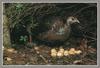 Wild Turkey (Meleagris gallopavo)  female incubating eggs