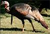 Wild Turkey (Meleagris gallopavo)