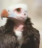 White-headed Vulture's Face
