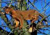 Domestic Cat (Felis silvestris catus) - Abyssinian