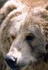 Brown Bear face (Ursus arctos)
