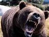 Brown Bear roaring (Ursus arctos)