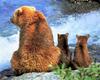Brown Bear family (Ursus arctos)