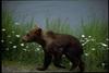 Brown Bear cub (Ursus arctos)