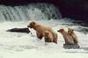 Brown Bear mother and cubs (Ursus arctos)