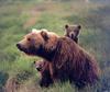 Brown Bear mother and cubs (Ursus arctos)