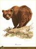 [Animal Art - Carl Brenders] Brown Bear (Ursus arctos)