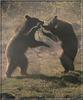 Brown Bears (Ursus arctos)