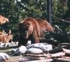 Grizzly Bear (Ursus arctos horribilis)