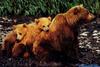 Grizzly Bear mother and cubs (Ursus arctos horribilis)