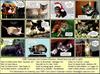 1996 Calendar Cat Contest