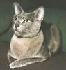 Feral Cat (Felis silvestris catus)