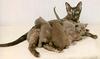 Feral Cat mother and kittens (Felis silvestris catus)