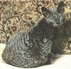 Feral Cat (Felis silvestris catus)
