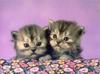 Feral Cat kittens (Felis silvestris catus)