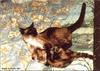 Feral Cats (Felis silvestris catus)