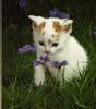 White Cat - white kitten (Felis silvestris catus)