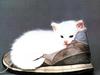 White Feral Cat kitten (Felis silvestris catus)