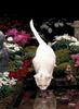 White Feral Cat (Felis silvestris catus)