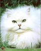 White Feral Cat (Felis silvestris catus)