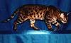 Feral Cat - Bengal (Felis silvestris catus)