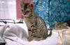 Feral Cat - Bengal kitten (Felis silvestris catus)