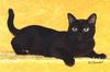 Black Feral Cat - Burmese (Felis silvestris catus)