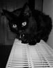 Black Feral Cat (Felis silvestris catus)