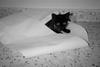 Black Feral Cat kitten (Felis silvestris catus)