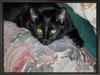 Black Feral Cat (Felis silvestris catus)