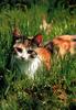 Feral Cat - Calico (Felis silvestris catus)