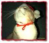 Christmas Feral Cat (Felis silvestris catus)