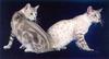 Feral Cats - Egyptian Mau (Felis silvestris catus)