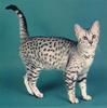 Feral Cat - Egyptian Mau (Felis silvestris catus)