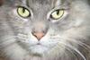 Grey Feral Cat (Felis silvestris catus)
