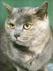Grey Feral Cat (Felis silvestris catus)