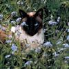 Feral Cat - Himalayan (Felis silvestris catus)