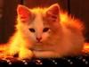 Feral Cat - kitten (Felis silvestris catus)