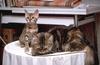 Feral Cats - Maine Coon (Felis silvestris catus)
