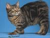 Feral Cat - Manx (Felis silvestris catus)