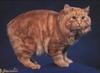 Feral Cat - Manx (Felis silvestris catus)