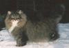 Feral Cat - Norwegian Forest Cat (Felis silvestris catus)