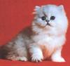Feral Cat - Persian kitten (Felis silvestris catus)