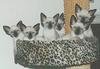 Feral Cat - Siamese kittens (Felis silvestris catus)