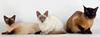 Feral Cats - Siamese (Felis silvestris catus)